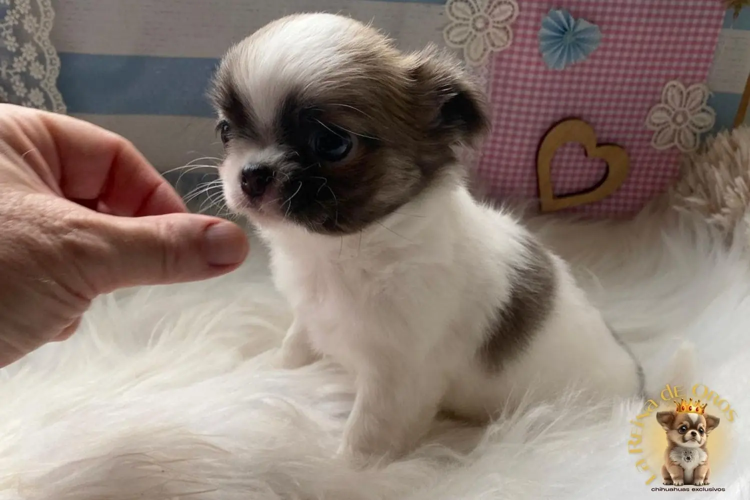 cachorro chihuahua pelusa
