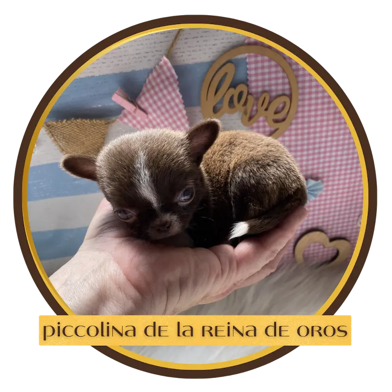 cachorro chihuahua piccolina de la reina de oros
