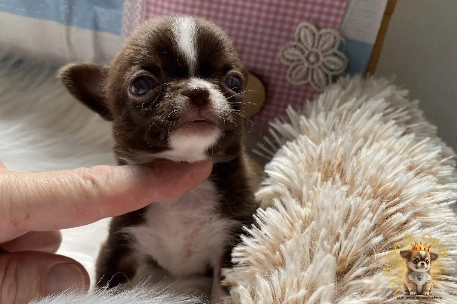 cachorro chihuahua piccolina