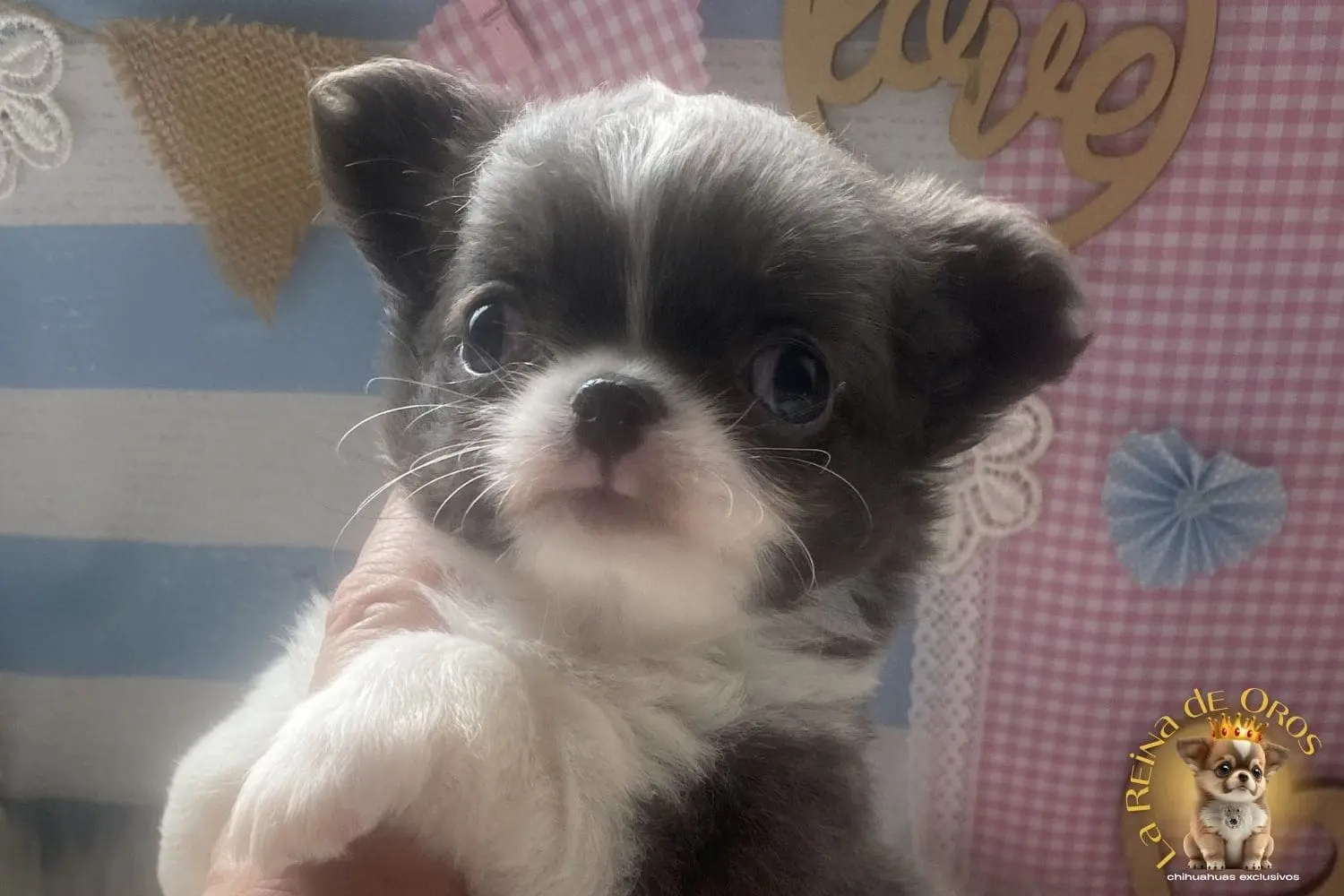 Cachorra Chihuahua Pochola
