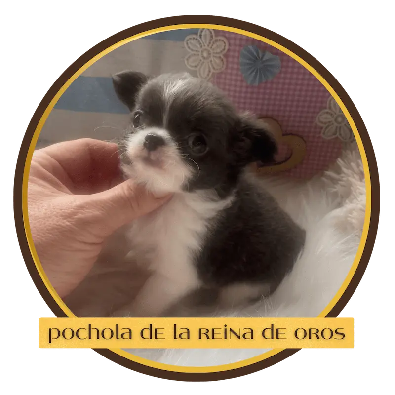 cachorro chihuahua pochola de la reina de oros
