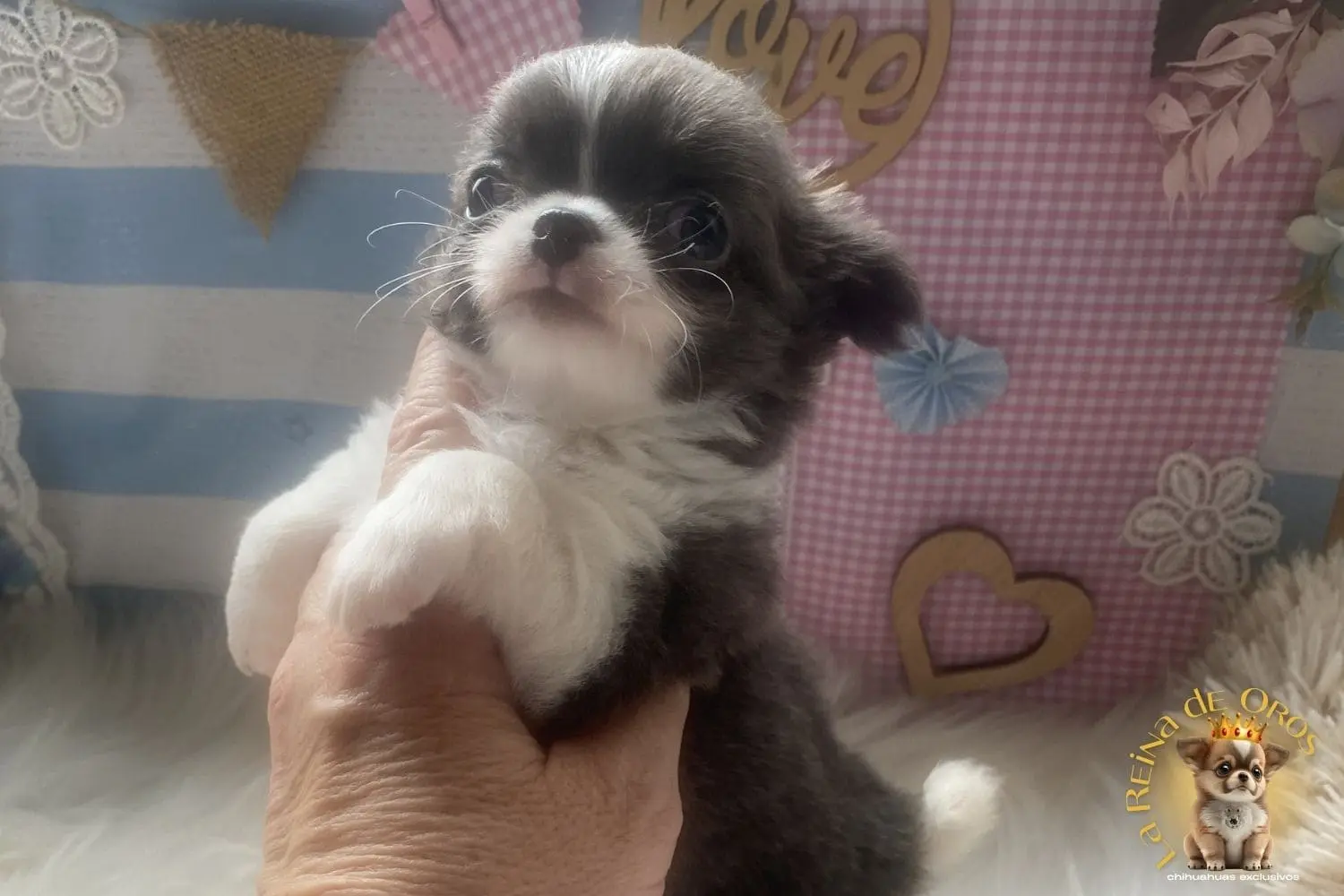 cachorro chihuahua pochola