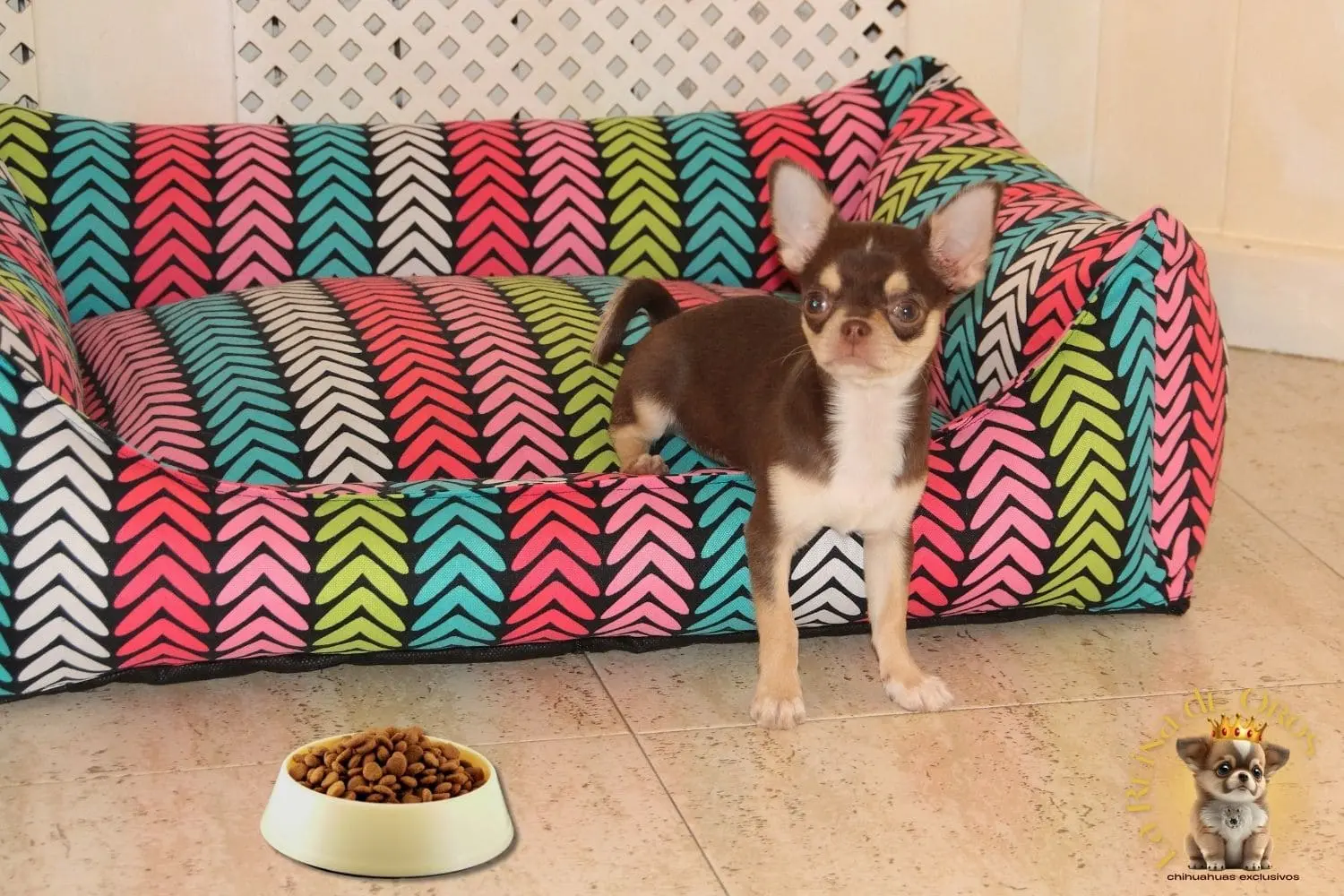 ¿Por qué Mi Chihuahua No Come?