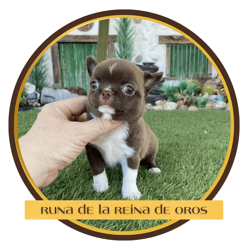 cachorro chihuahua runa de la reina de oros criadero certificado y homologado