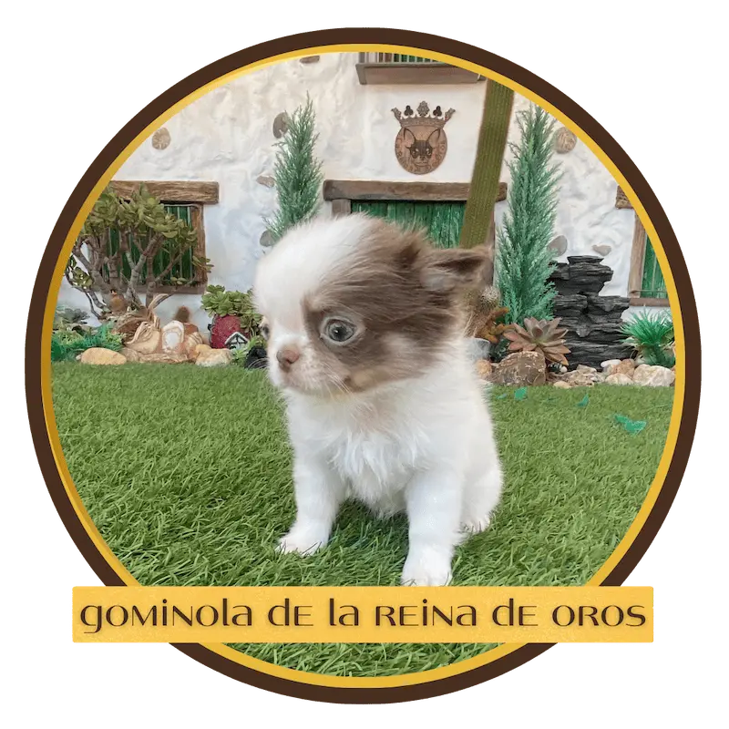 chihuahua en venta gominola de la reina de oros criadero top en españa