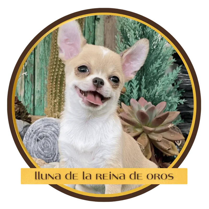 chihuahua lluna de la reina de oros cachorro