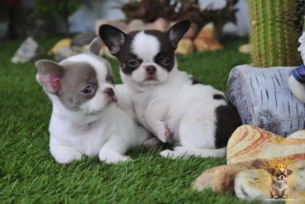 es bueno tener dos chihuahuas en casa