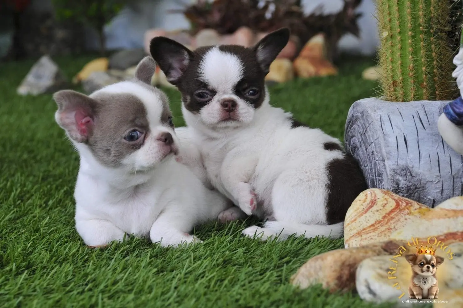 ¿Es bueno tener dos chihuahuas?