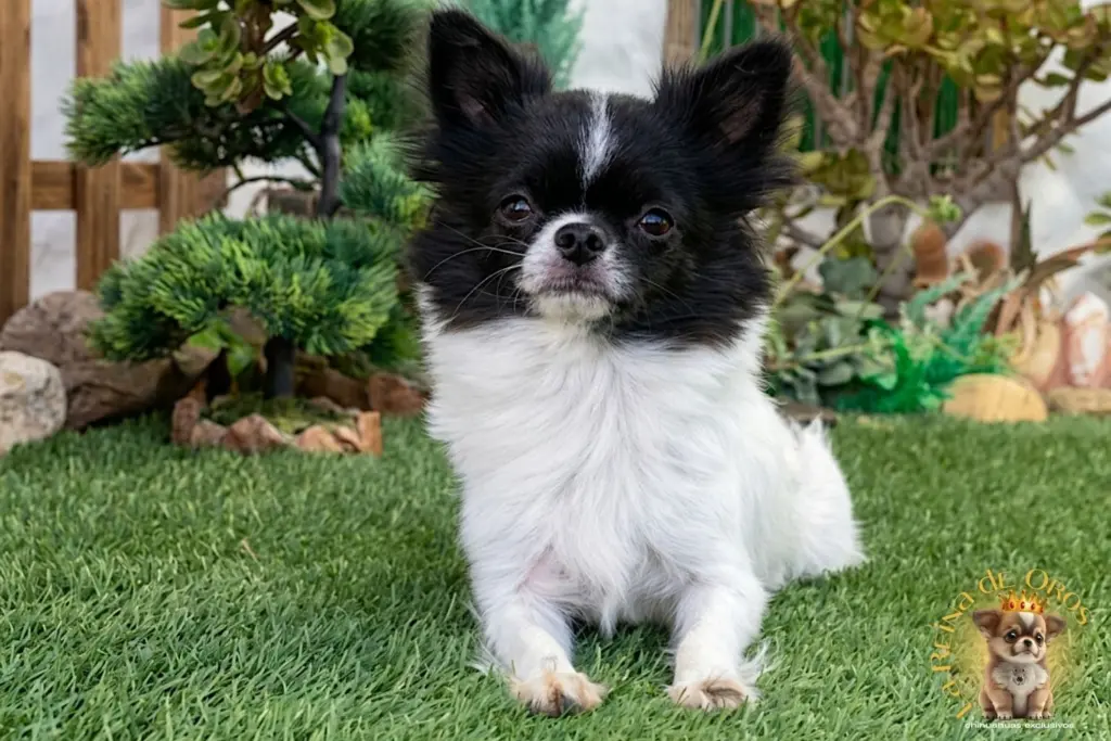 hembra chihuahua adulta Halina