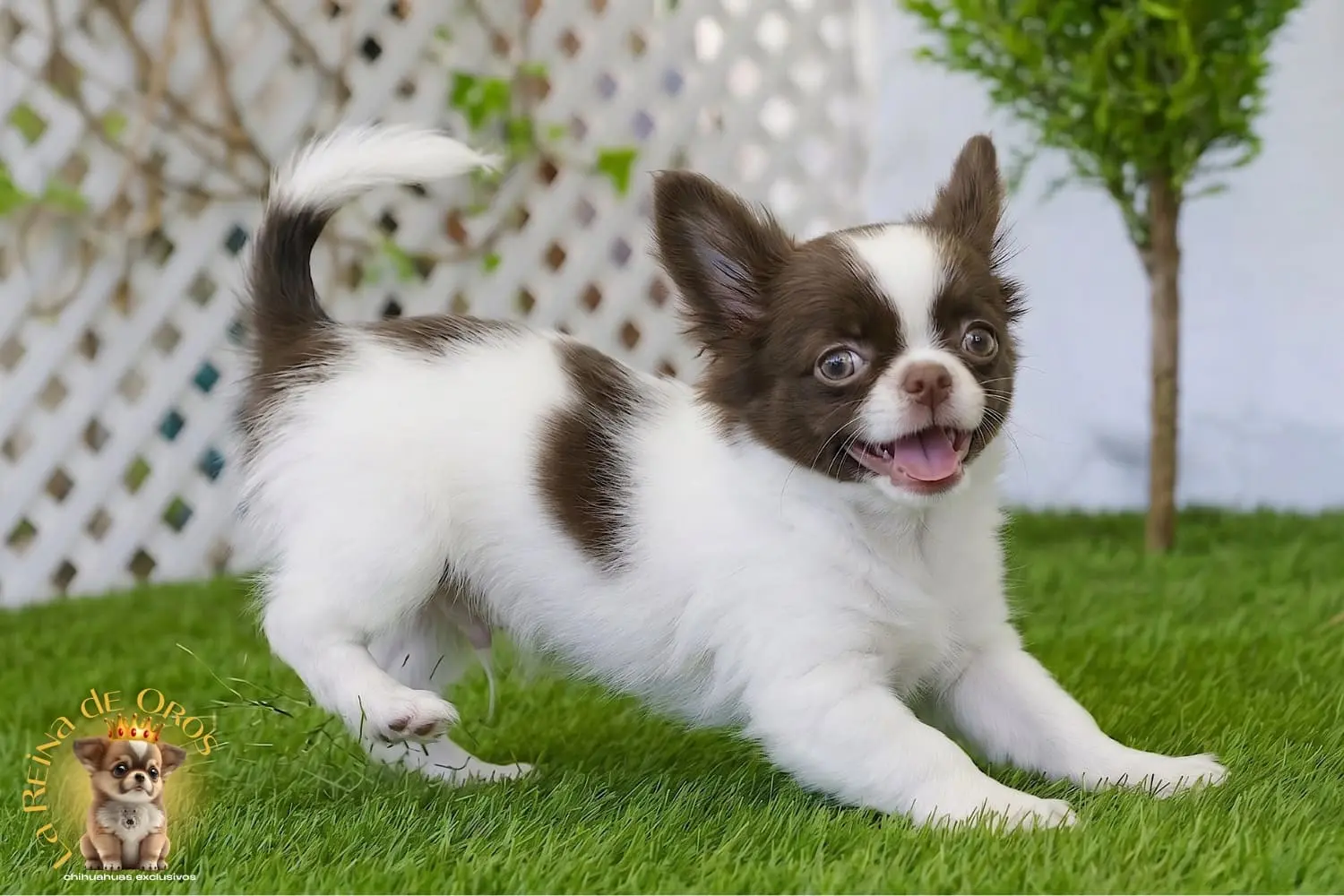 ¿Por Qué Cojea Tu Perro Chihuahua?