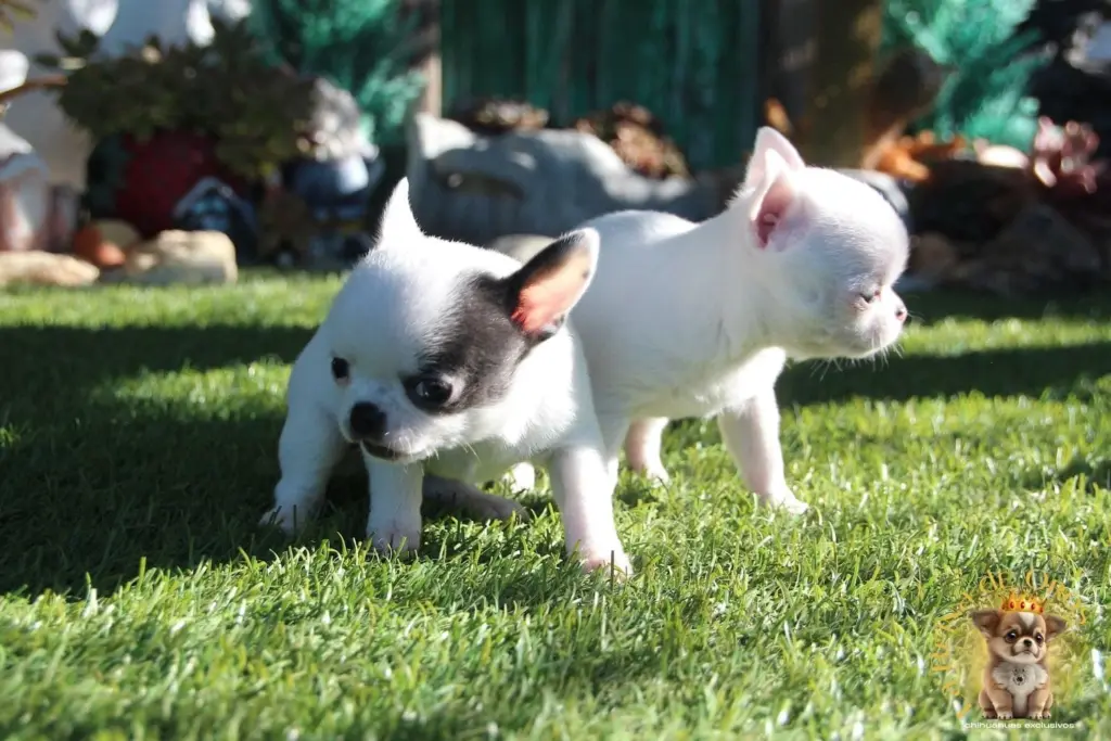 tener dos cachorros chihuahua juntos