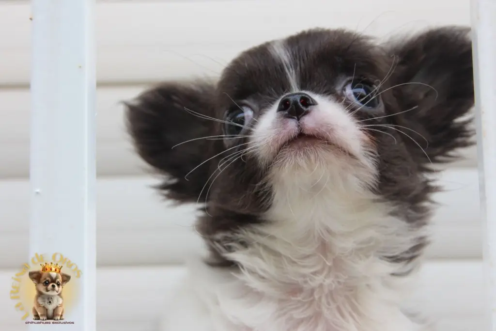 adoptar otro chihuahua despues de la perdida del mio