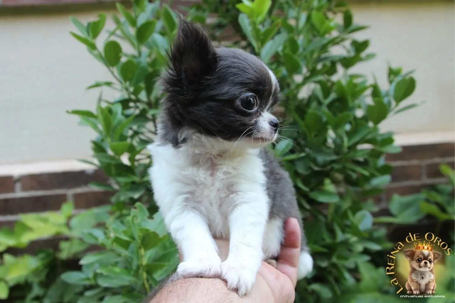 ¿Adoptar Otro Chihuahua Después de una Pérdida Dolorosa?