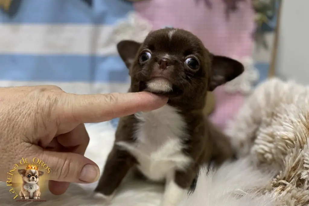 adoptar chihuahua tras perdida