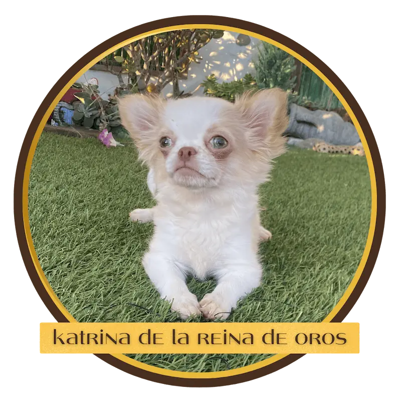 cachorro chihuahua katrina de la reina de oros