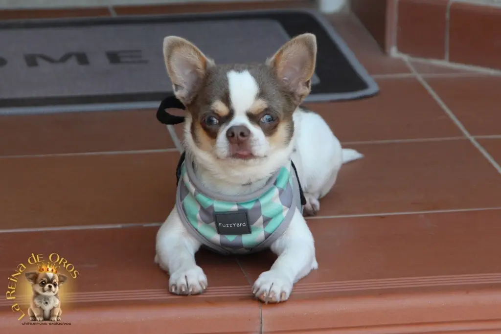 beneficios de la raza chihuahua
