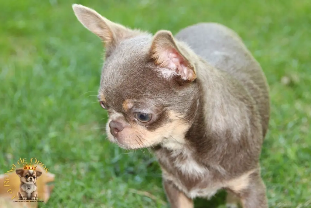beneficios de tener chihuahuas