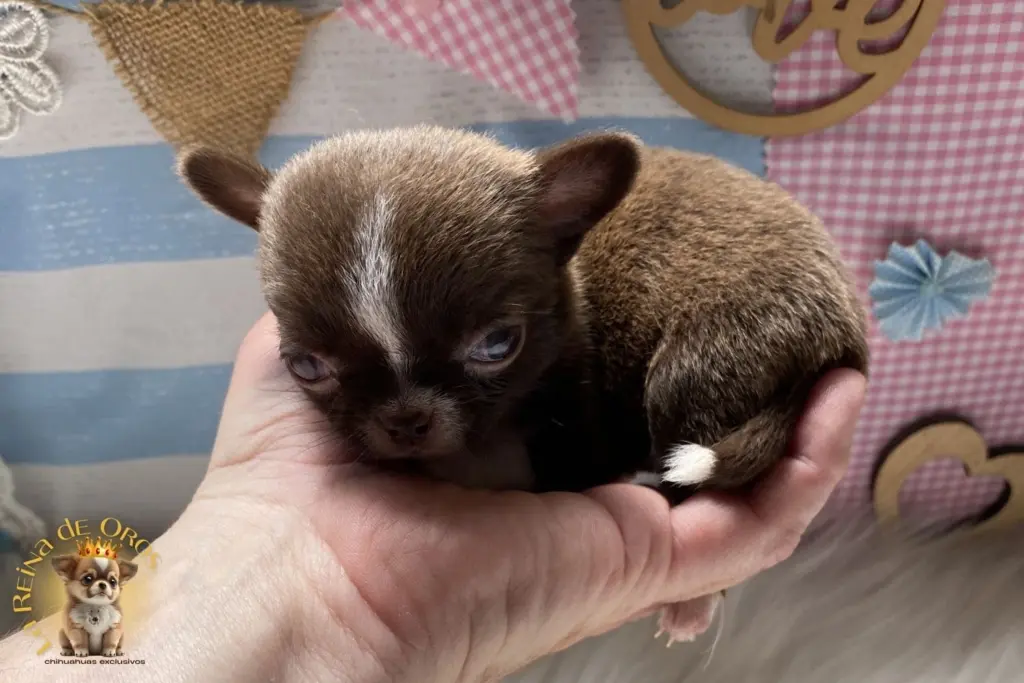 beneficios reales de los chihuahuas