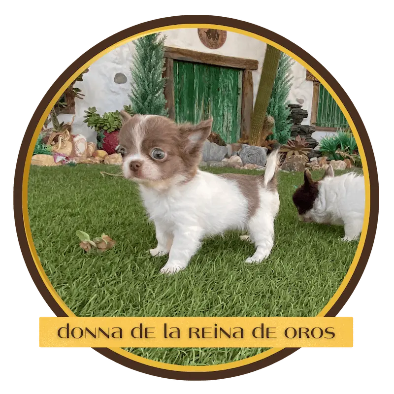 cachorro chihuahua donna de la reina de oros