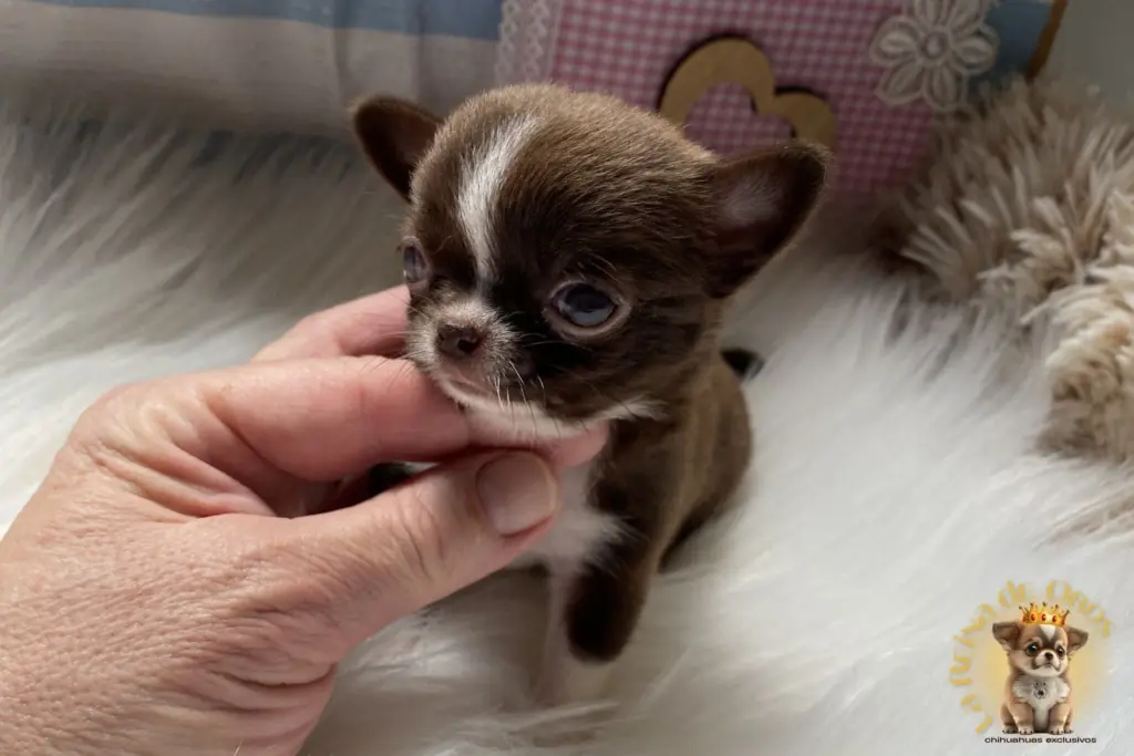 genetica de los perros chihuahua