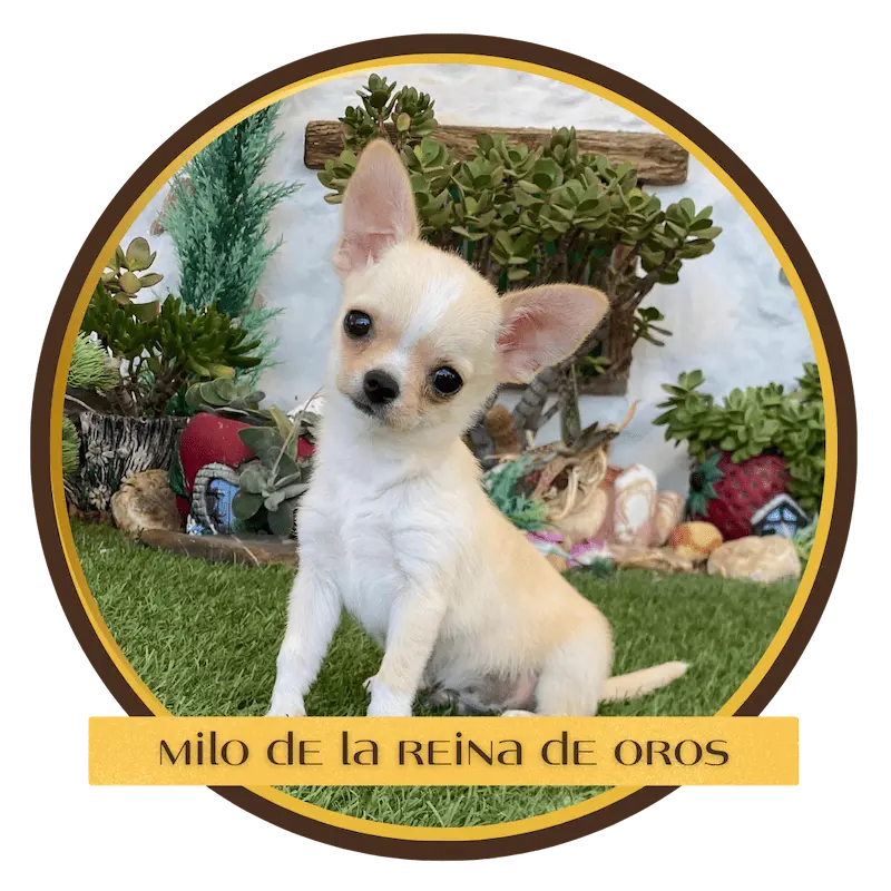 cachorro chihuahua milo de la reina de oros