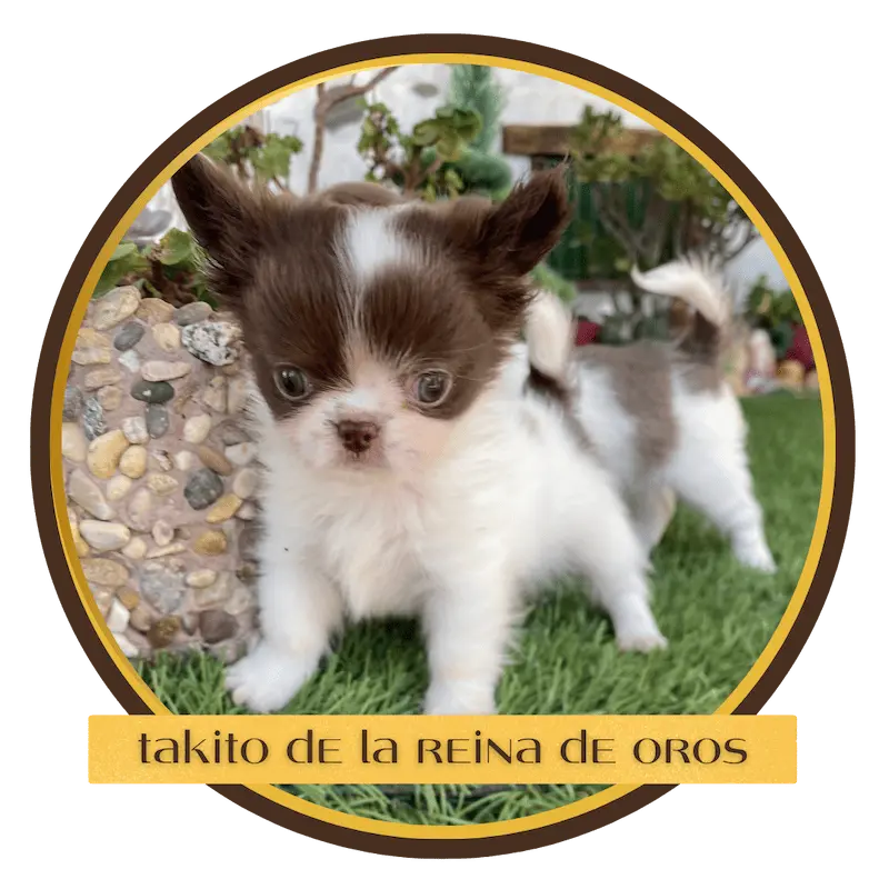 cachorro chihuahua takito de la reina de oros