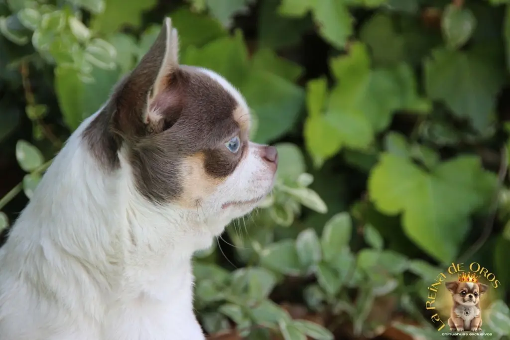 compra de un chihuahua