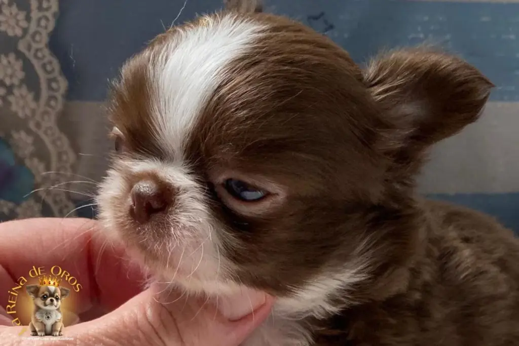garantia cachorros chihuahua