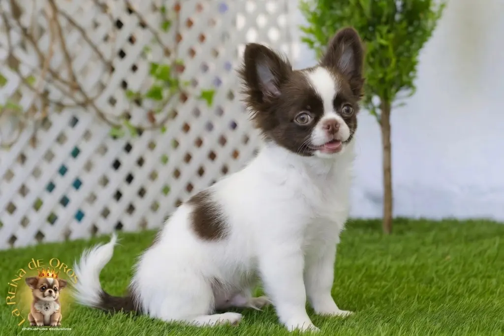 garantia en cachorros chihuahua