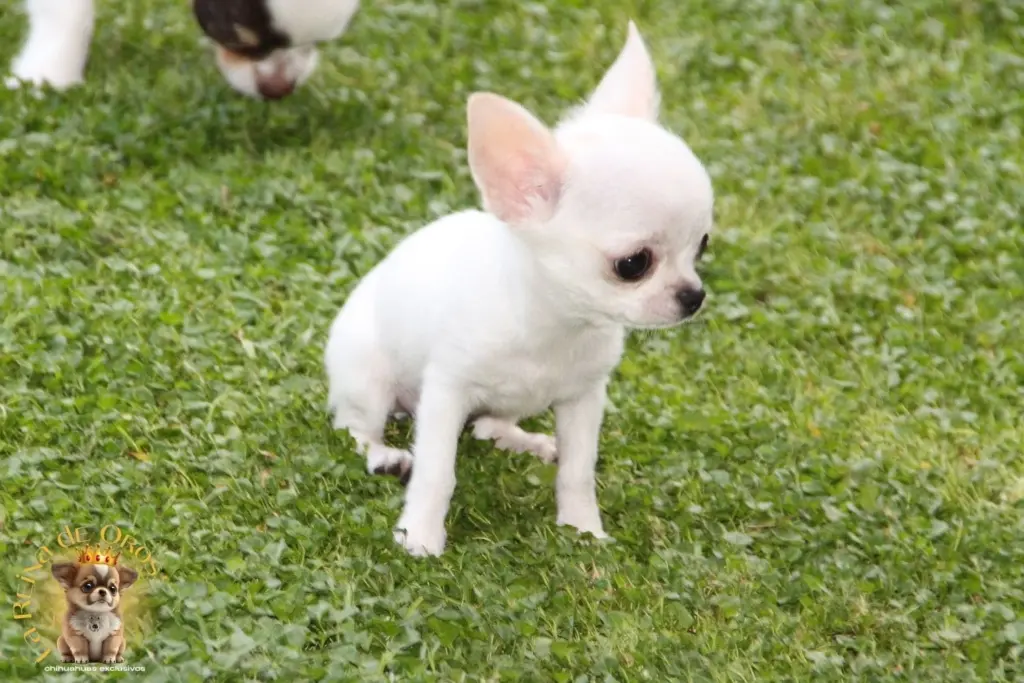 garantia sanitaria en cachorros chihuahua