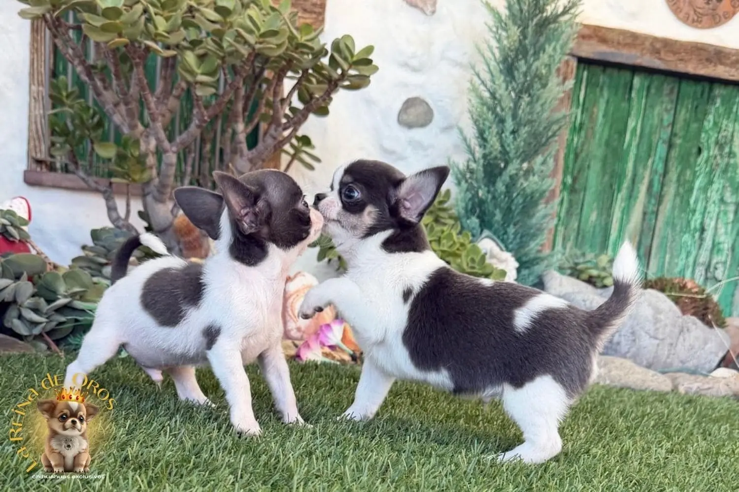 misma genetica diferencia de tamaño en cachorros chihuahua