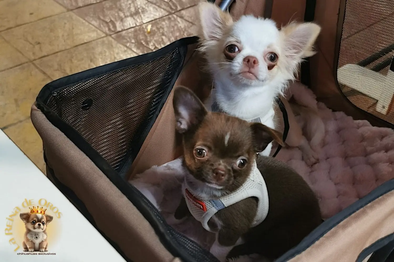 Cliente con cachorros Katrina y Runa de La Reina de Oros