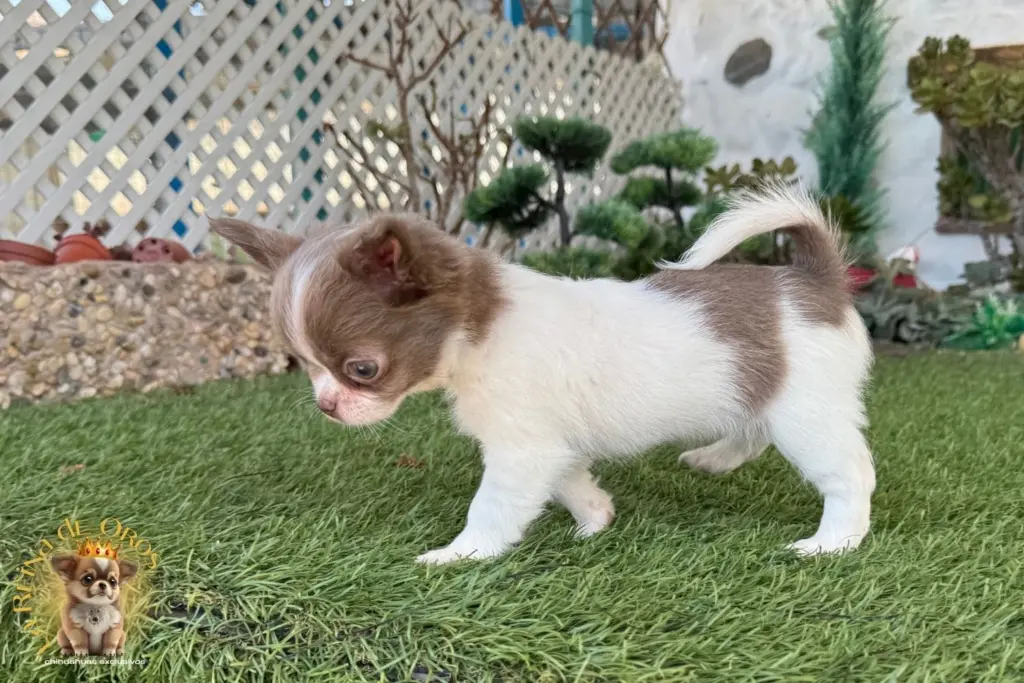 Cachorro Chihuahua Donna de La Reina de Oros