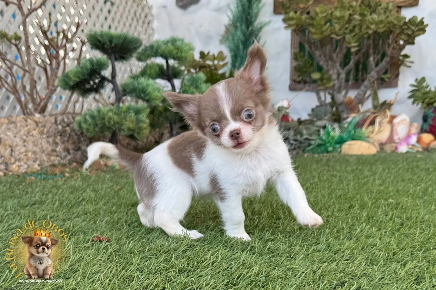 cachorro chihuahua donna blanco lilac