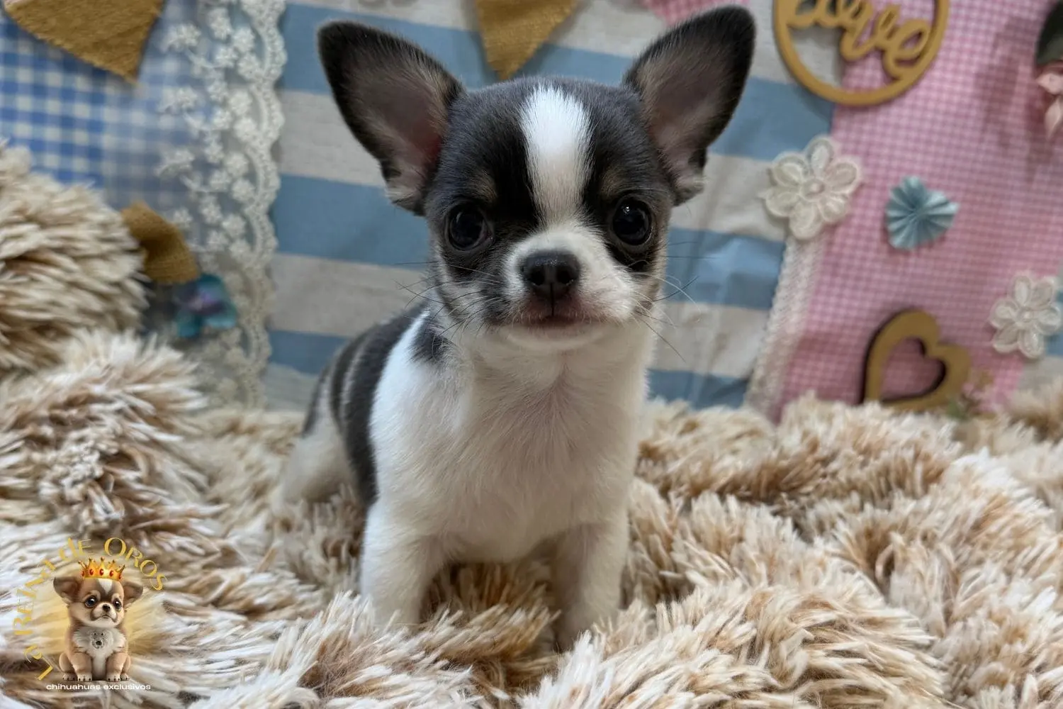 Pumba, cachorro de chihuahua blanco y azul