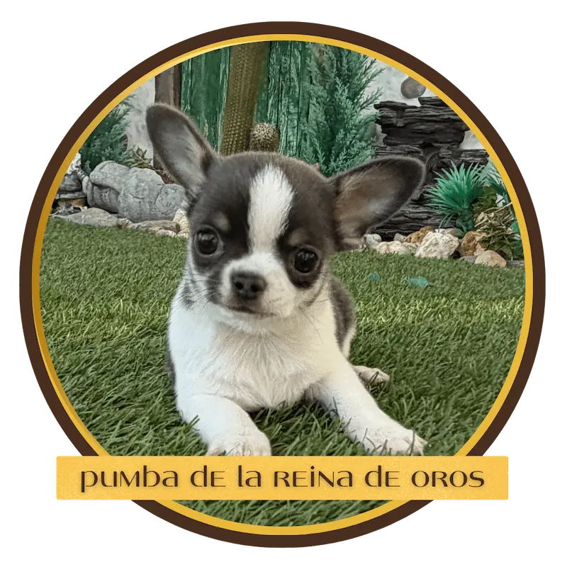 cachorro chihuahua pumbo de la reina de oros