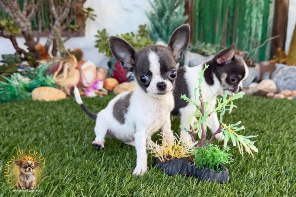 cachorro chihuahua timon
