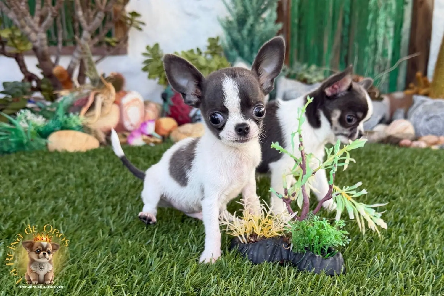 cachorro chihuahua timon