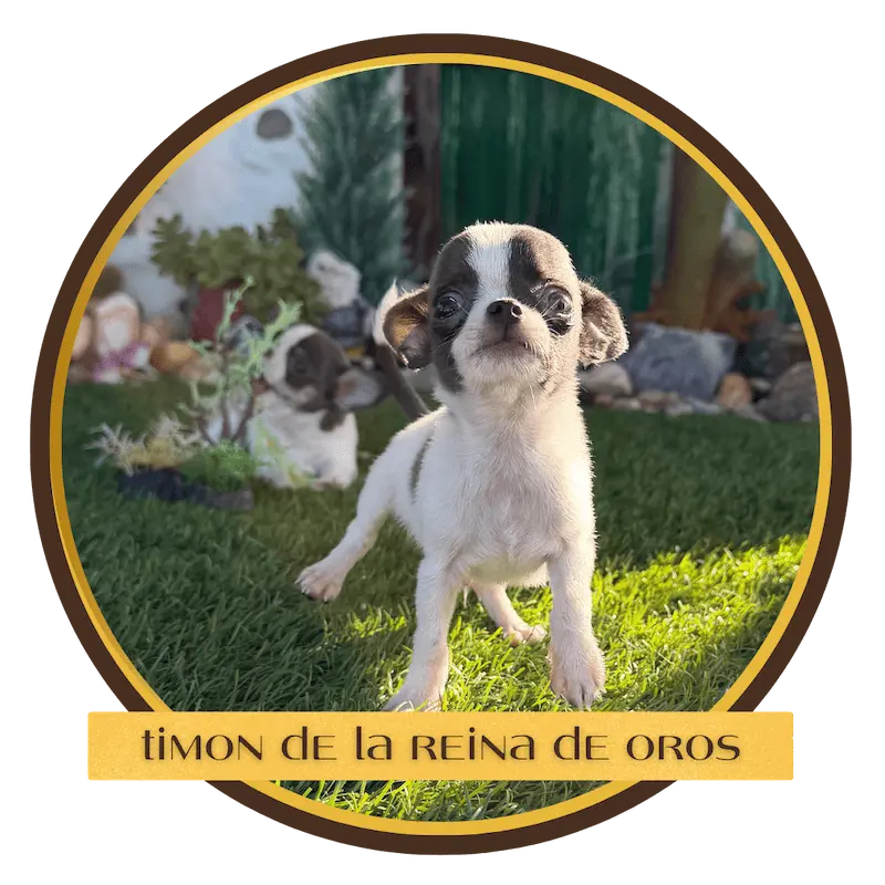 cachorro chihuahua timon de la reina de oros corriendo