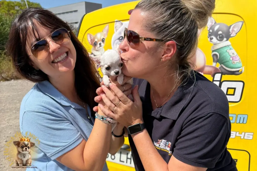 envio de cachorros chihuahua con transportemascotas.com