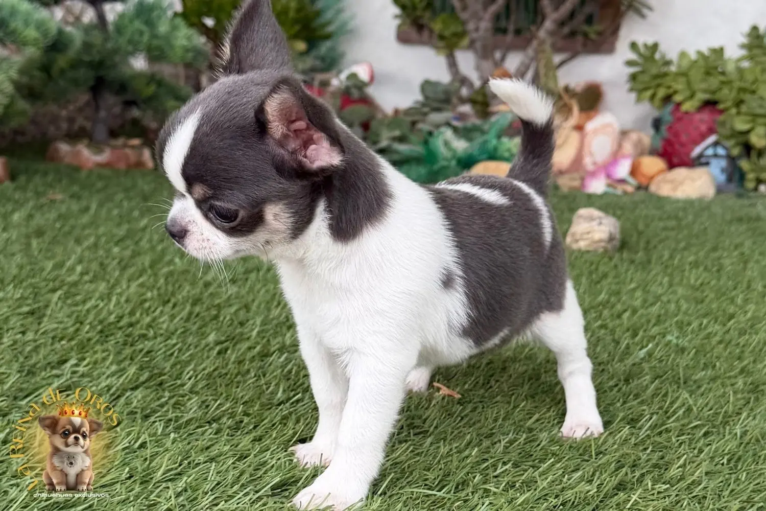 cachorro chihuahua blanco azul pumba criadero