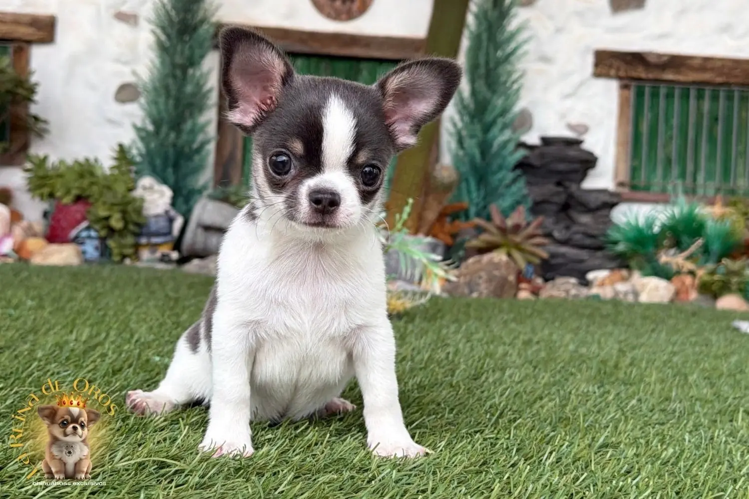 Chihuahua exclusivo 4