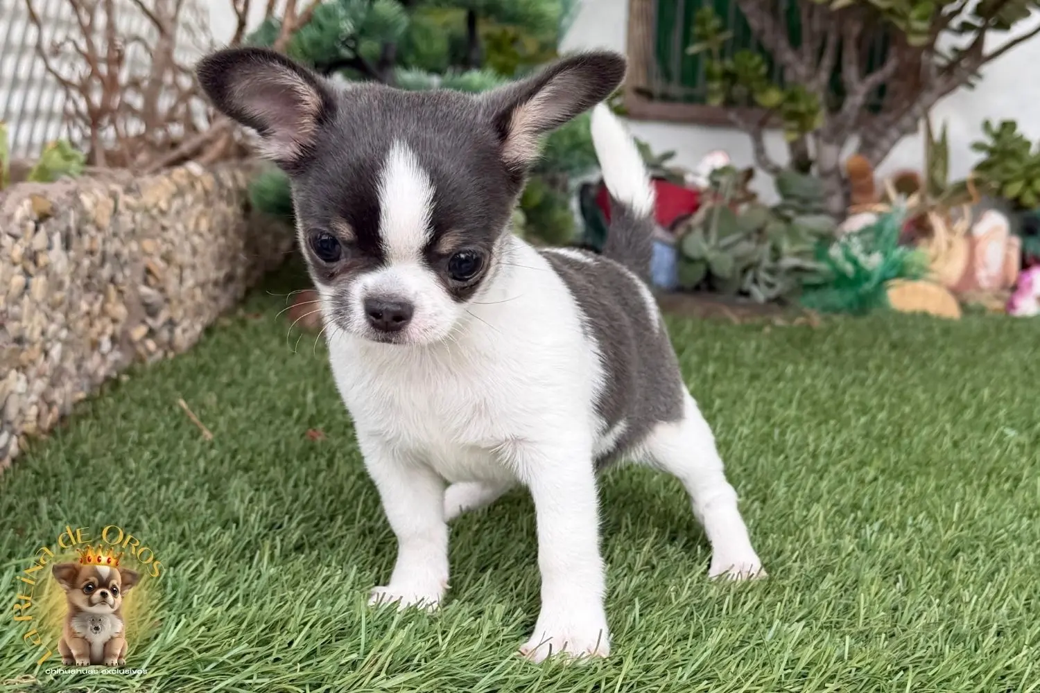 Chihuahua exclusivo 6