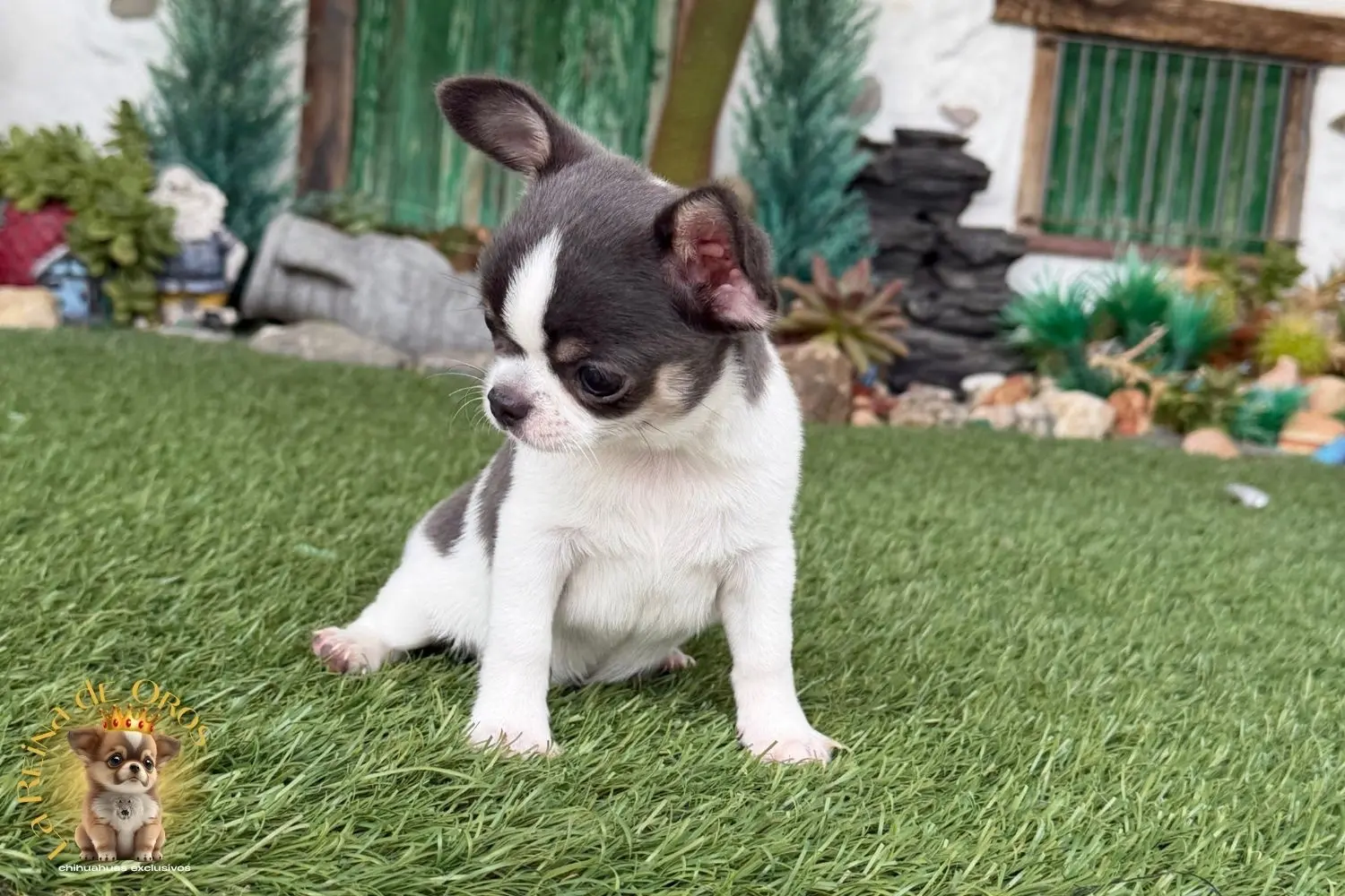 Chihuahua exclusivo 1