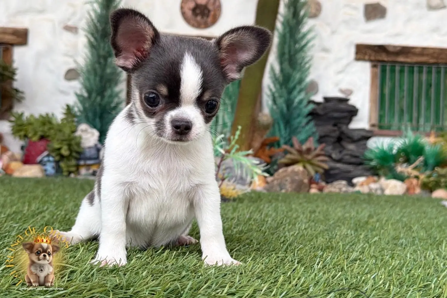 Chihuahua exclusivo 3