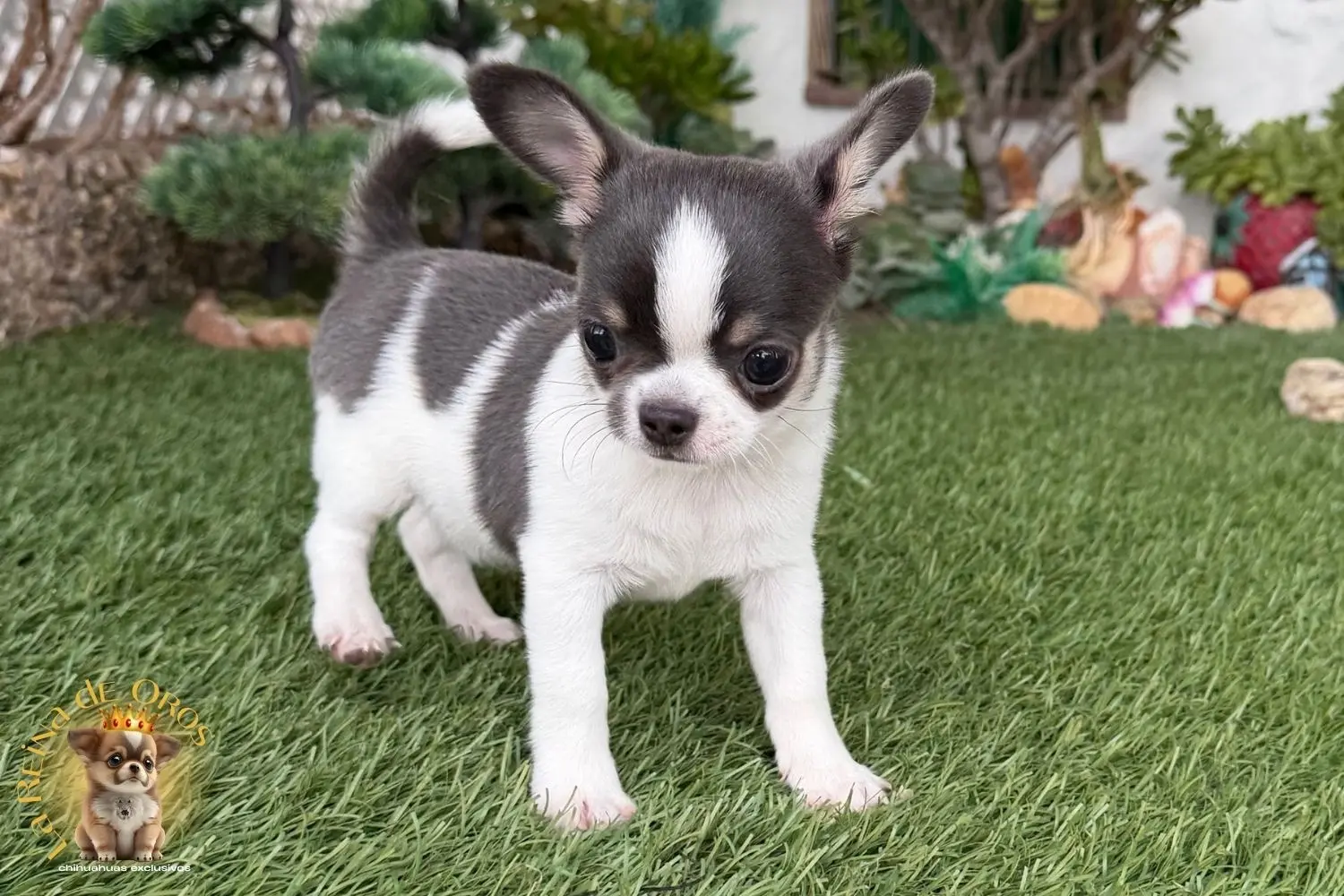 cachorro chihuahua blanco azul pumba