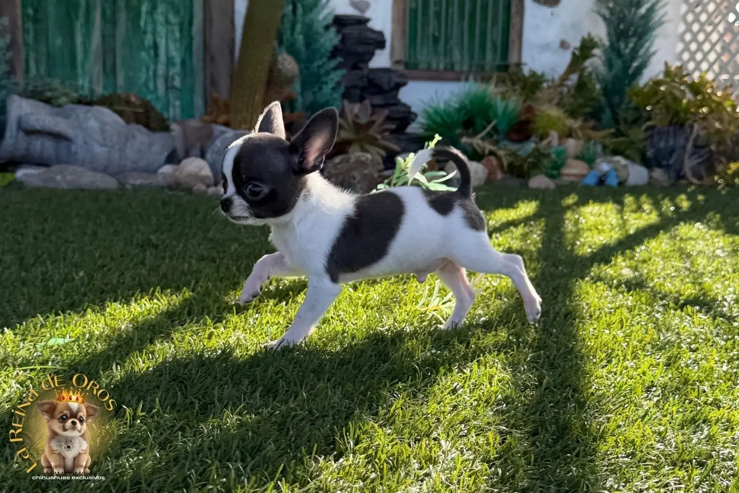 Chihuahua exclusivo miniatura blanco y azul