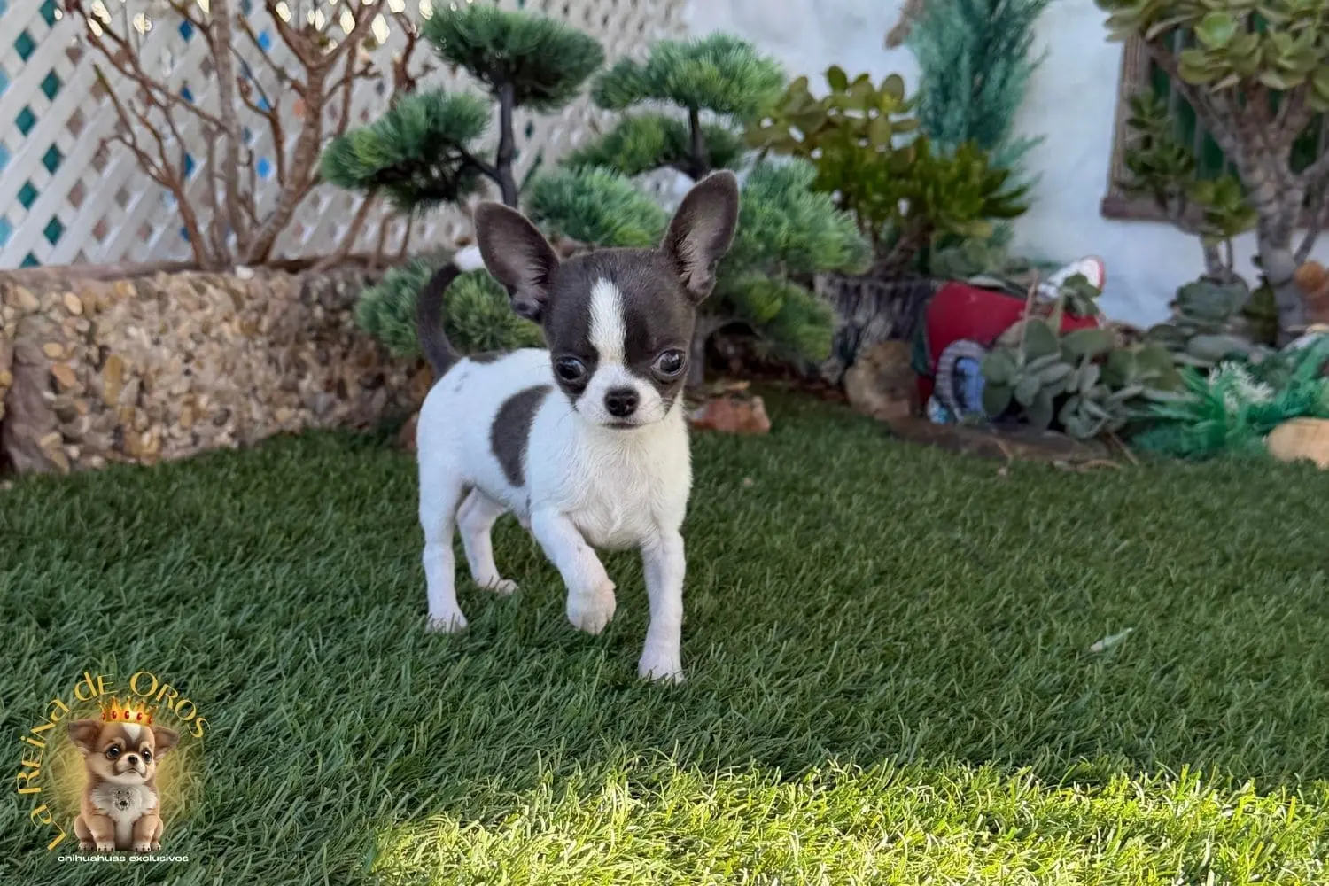 cachorro chihuahua timon blanco y azul pelo corto