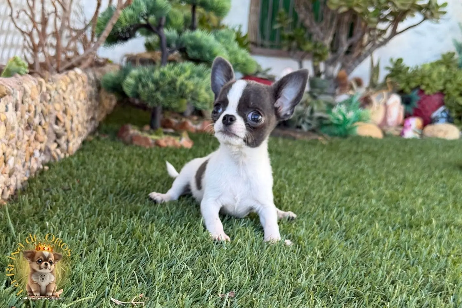 cachorro chihuahua timon blanco y azul toy