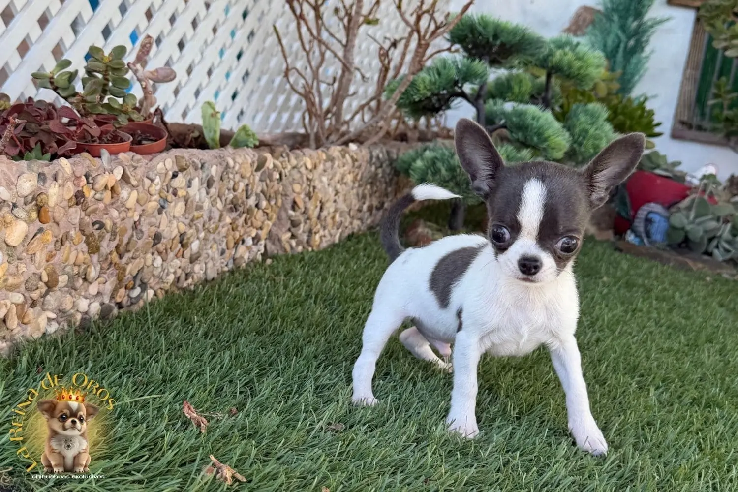 Chihuahua exclusivo Timon